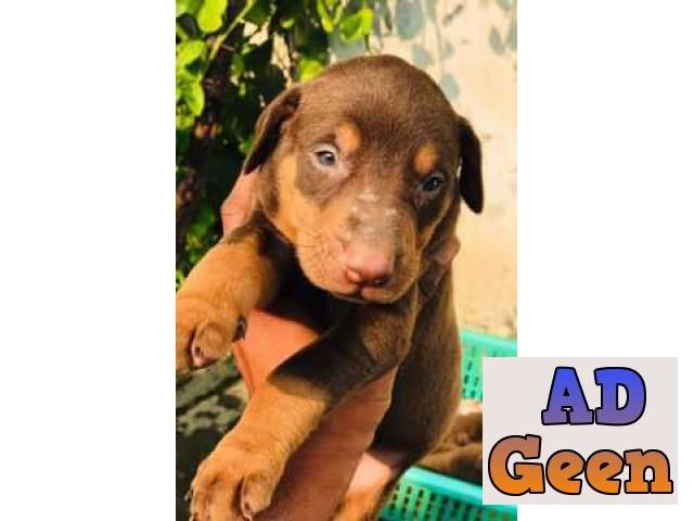 used Top quality Doberman puppy for sale 